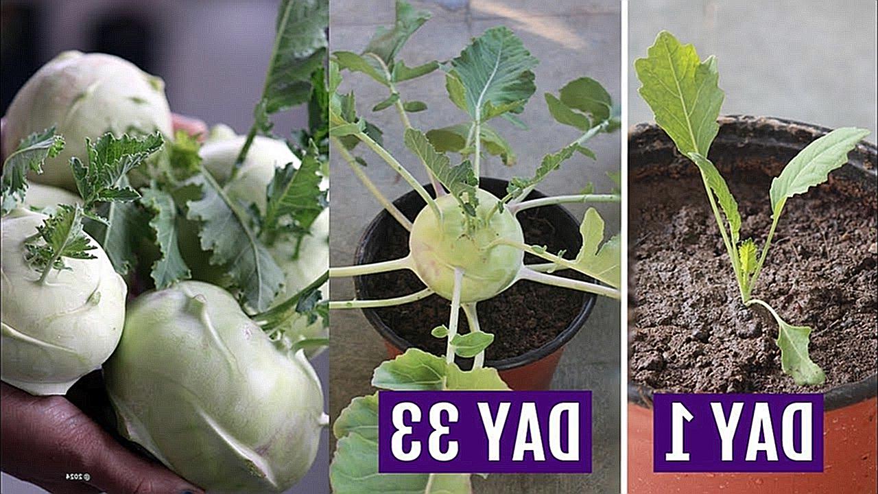 Rotten Or Ready How To Tell If Kohlrabi Is Bad In 3 Easy Steps-2